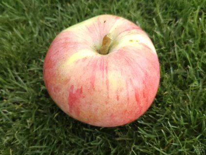 Malus domestica  'Peasgood's Nonsuch' (1)