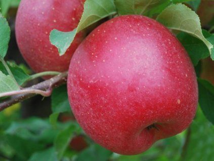�ampion red