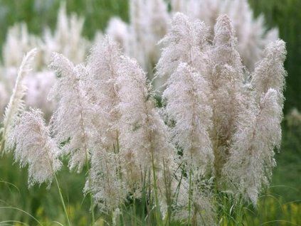 Pampová tráva 'Mini Silver Pampas' - Cortaderia selloana 'Mini Silver Pampas' (Balení kontejner V5)
