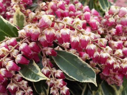 pieris ralto 1548358369 n