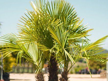 122220 122220 122220 122220 122220 122220 trachycarpus fortunei