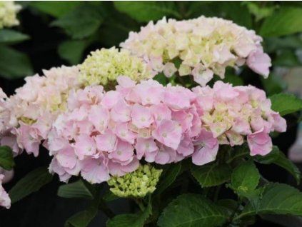 pink wonder