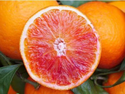Pomerančovník 'Sanguinello'  Citrus sinensis 'Sanguinello'