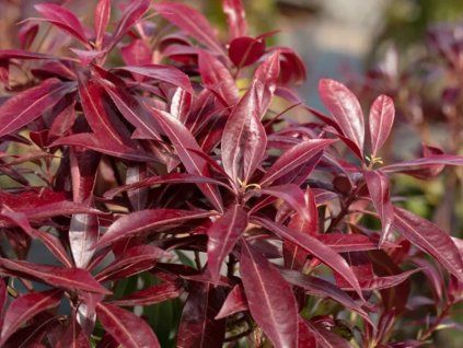 katsura