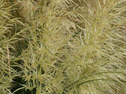 mini pampas