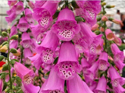 122882 122882 122882 122882 122882 122882 naprstnik pink panther digitalis pink panther
