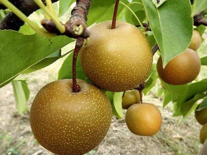 Asijská hrušeň 'Hosui' - kontejner  Pyrus pyrifolia 'Hosui'
