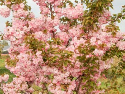 Sakura ozdobná 'Pink Perfection' - kontajner  Prunus serrulata 'Pink Perfection'