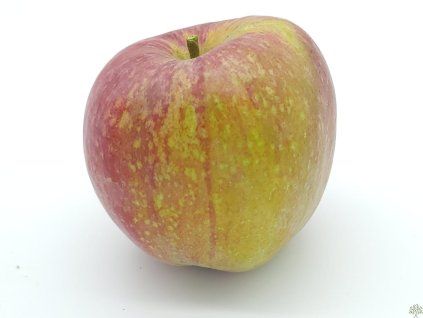 Jabloň 'Bláhova Reneta' - kontejner  Malus domestica 'Bláhova Reneta'