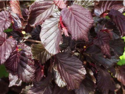 Líska 'Varšavská červená' - kontejner  Corylus avellana 'Varšavská červená'