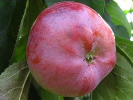 Jabloň sloupovitá 'Džin' - kontejner  Malus domestica 'Džin'