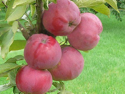 Jabloň sloupovitá 'Dejavu' - kontejner  Malus domestica 'Dejavu'