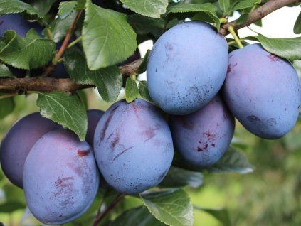 Švestka 'Tophit Plus' - kontejner  Prunus domestica ´Tophit Plus´