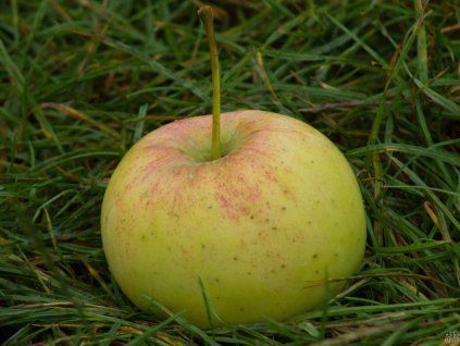 Jabloň 'Auksis'- kontejner  Malus domestica 'Auksis'