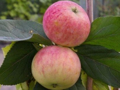 Jabloň sloupovitá 'Ciepa'- kontejner  Malus domestica 'Ciepa'
