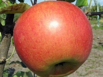 Jabloň sloupovitá 'Koral'- kontejner  Malus domestica 'Koral'