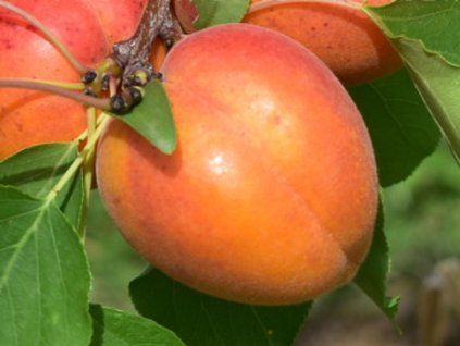 Meruňka 'Fodula'- kontejner  Prunus armeniaca 'Fodula'