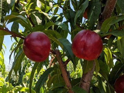 Nektarinka 'Star Coral'- kontejner  Prunus persica 'Star Coral'