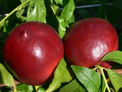 Nektarinka 'Aeris'- kontejner  Prunus persica 'Aeris'