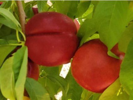 Nektarinka 'Late Love'- kontejner  Prunus persica 'Late Love'