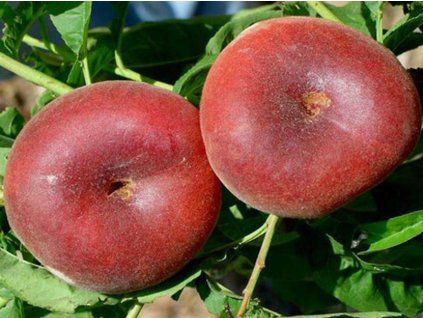 Broskvoň 'Ufo 3' - kontejner  Prunus persica 'Ufo 3'