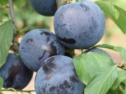 Japonská švestka 'Piky Loka' - kontejner  Prunus salicina ´Piky Loka´