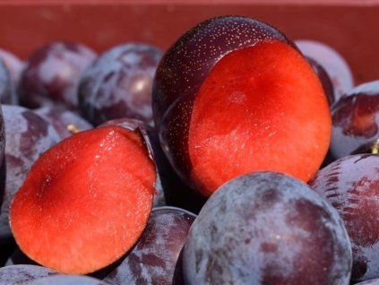 Japonská švestka 'Jamaica' - kontejner  Prunus salicina ´Jamaica´