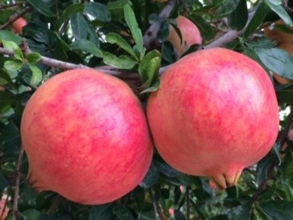 Granátové jablko 'Acco' - kontejner  Punica granatum 'Acco'