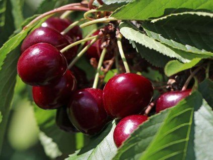 Višeň 'Achat®' - kontejner  Prunus cerasus 'Achat'