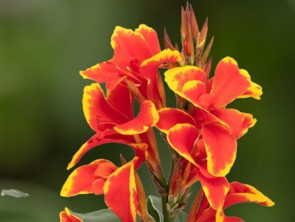 red golden