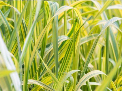 phalaris arundinacea arctic sun 2