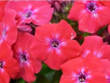 cerise