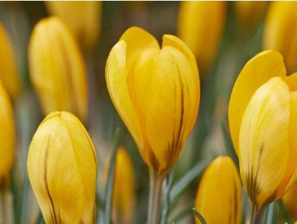 large yellow