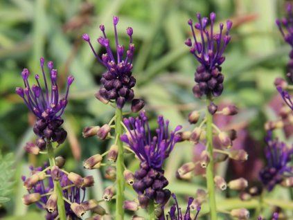 muscari comosum 1247