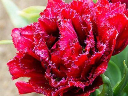 cranberry tristle