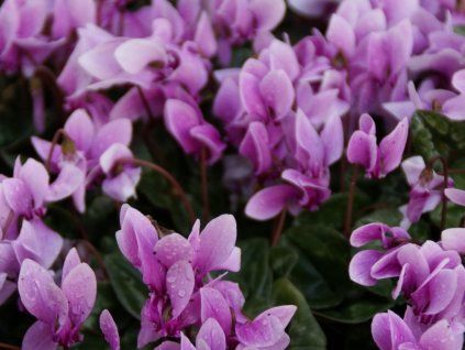 Brambořík břečťanolistý  Cyclamen hederifolium