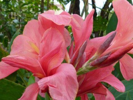 cannova pink