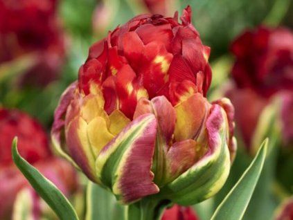 ice cream sorbet