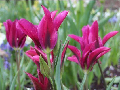 Tulp Purple Doll 1 2
