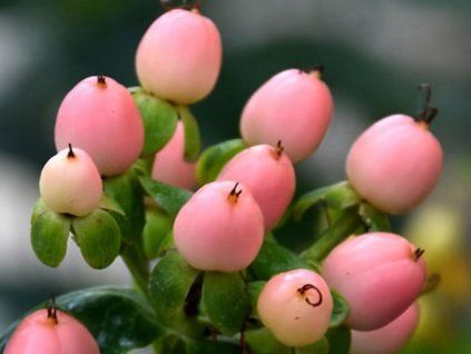 miracle blossom