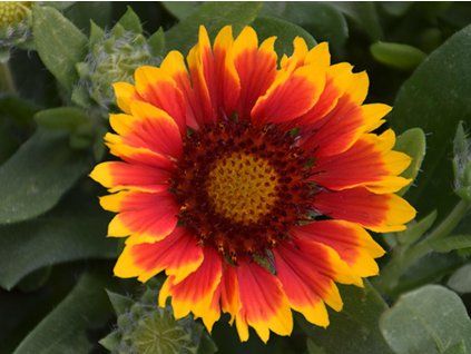 Kokarda osinatá 'Spintop Red Stardust' - Gaillardia 'Spintop Red Stardust'  Gaillardia 'Spintop Red Stardust'