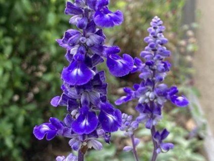 Šalvěj pomoučená 'Sallyfun Deep Ocean' - Salvia farinacea 'Sallyfun Deep Ocean'  Salvia farinacea 'Sallyfun Deep Ocean'