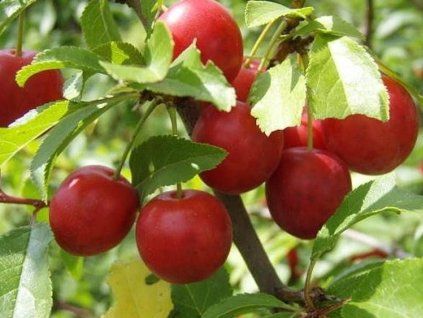 Červená slivoň 'Hollywood' - kontejner  Prunus cerasifera 'Hollywood'