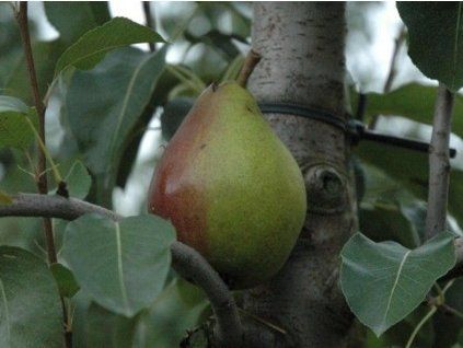 Hrušeň 'Verdi'  Pyrus communis 'Verdi'