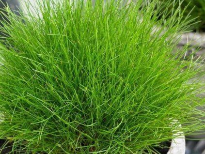Kostřava medvědí 'AmiGreen' - Festuca gautieri 'AmiGreen'  Festuca gautieri 'AmiGreen'