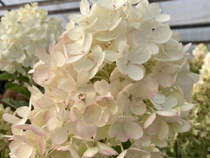 Hortenzie latnatá Living 'Milk & Honey'®  Hydrangea paniculata Living 'Milk & Honey'®