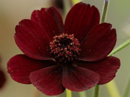 124634 1 124634 1 cosmos atrosanguineus