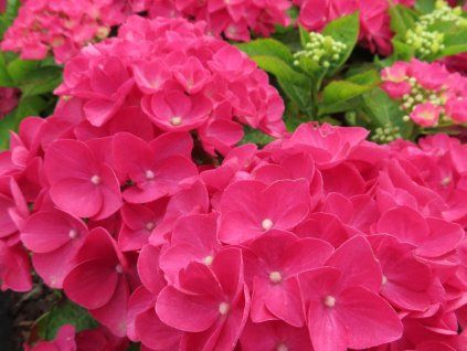 Hydrangea macrophylla Rebellion Dark Pink Love 20240702 1