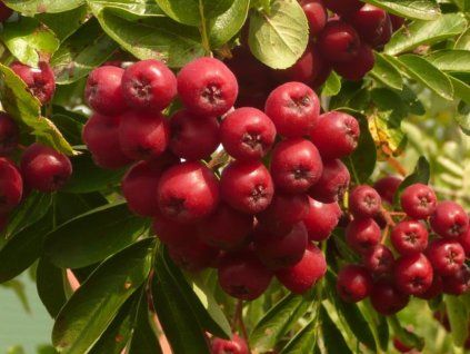 Jeřáb 'Likernaja' - kontejner  Sorbus aucuparia ´Likernaja´