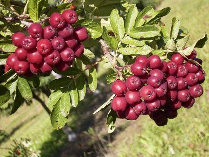 Jeřáb 'Titan' - kontejner  Sorbus aucuparia 'Titan'